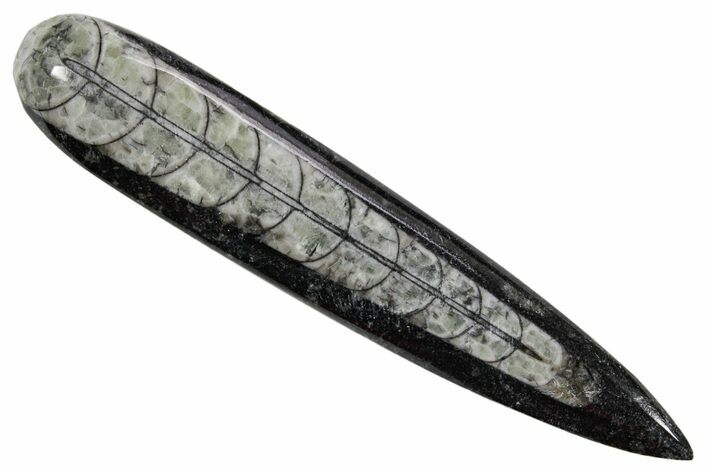 Polished Fossil Orthoceras (Cephalopod) - Morocco #363831